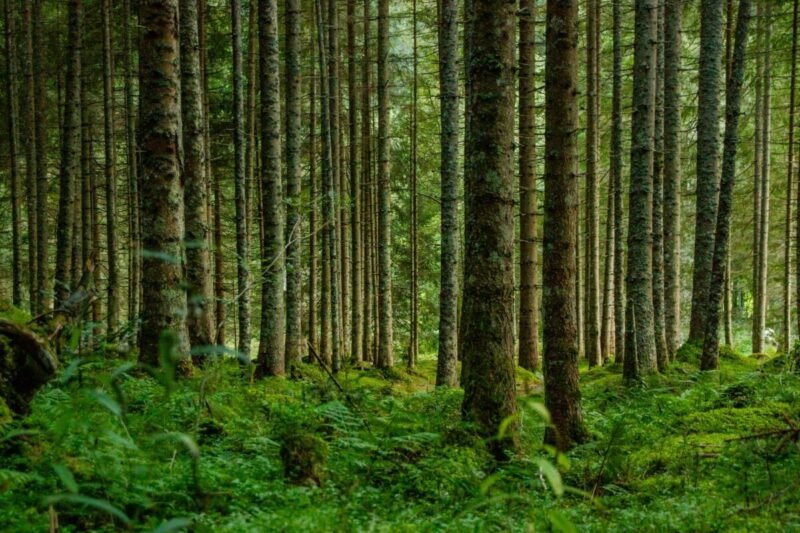  Privačių miškų savininkai raginami apžiūrėti savo valdas dėl vėjo pažeidimų