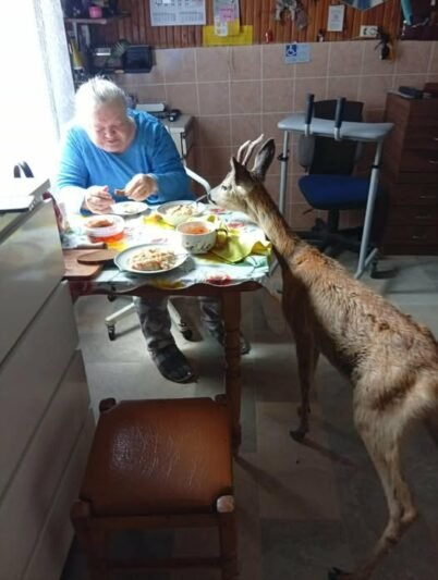 Netikėta viešnia Šakių rajone: prie pietaujančios senolės stalo užsuko stirna