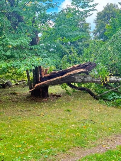 Svarbi žinia žemės ūkiui: dėl audros padarinių Vyriausybė skelbia valstybės lygio ekstremaliąją situaciją