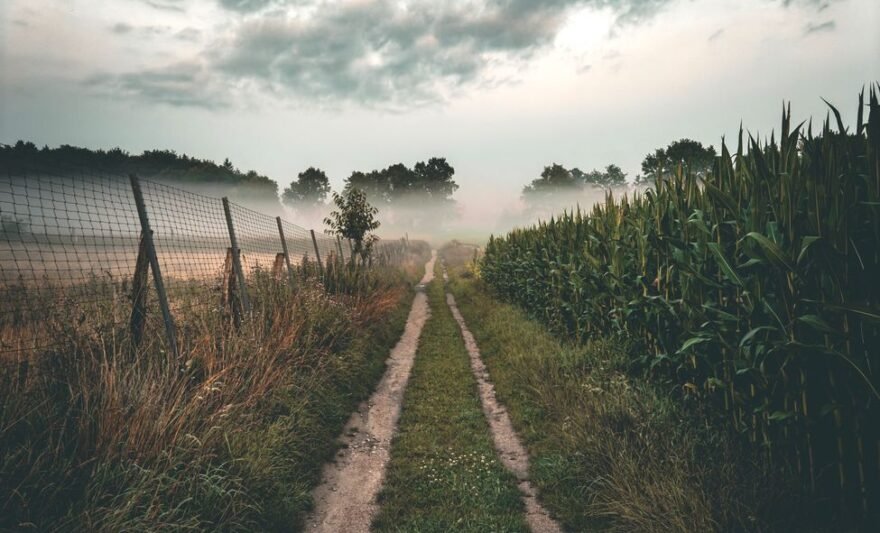 scenic rural path through misty cornfield at dusk