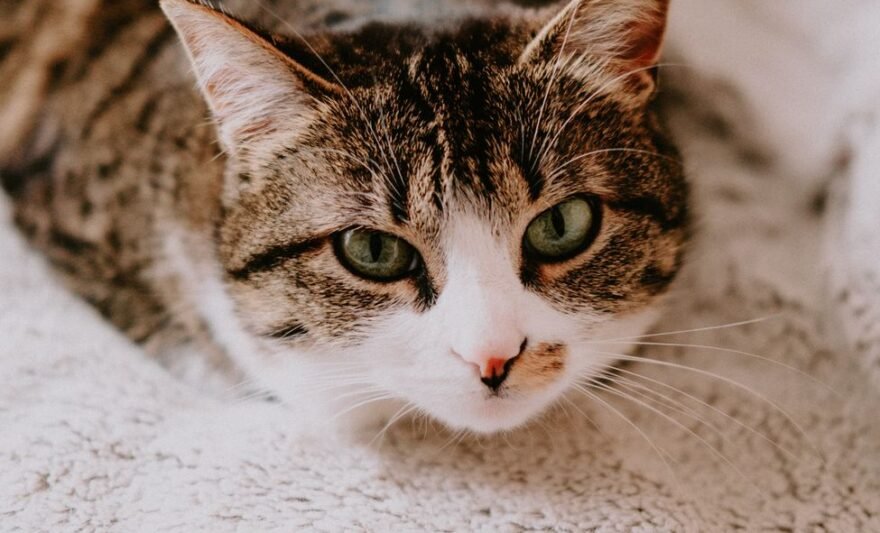 brown tabby cat lying on white carpet
