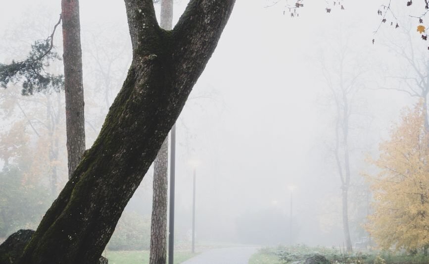 trees near a pathway
