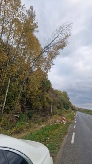 Raudonėnuose rasta priešpėstinė mina, Šilinėje pavojų kėlė pasviręs medis