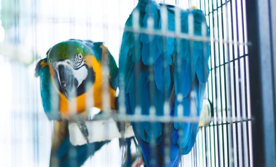 close up shot of two macaws in the cage